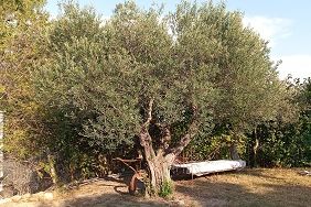 L'olivier son bois, Koala Shop bijoux