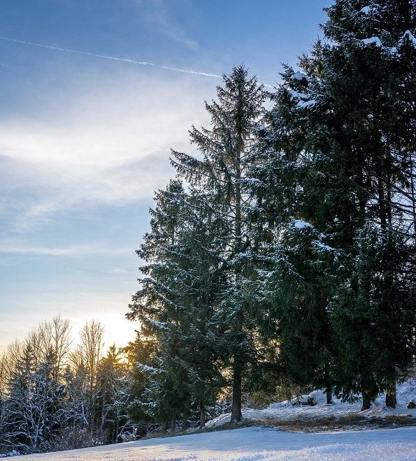 Le bijou en bois un atout pour notre planète et notre coprs