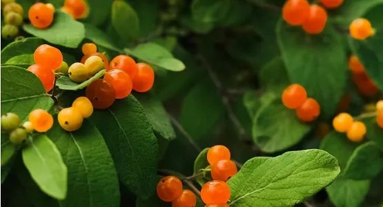fruits du chèvrefeuille, koala-shop bijoux bois