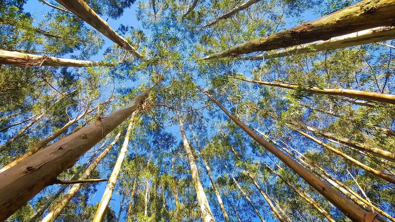 Eucalyptus arbre géant d'Australie