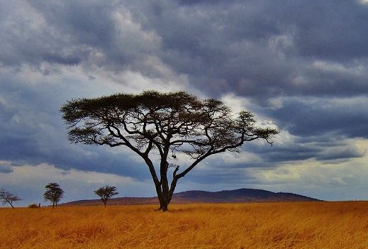 Acacia arbre, koala shop bijoux bois