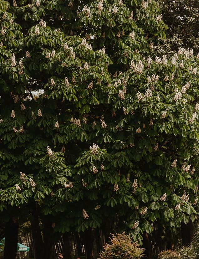 Marronnier arbre fleuri, koala shop bijoux en bois