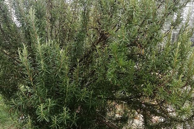 Les arbres et leurs bois