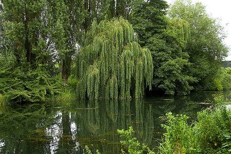 Saule pleureur arbre, Koala Shop Bijoux