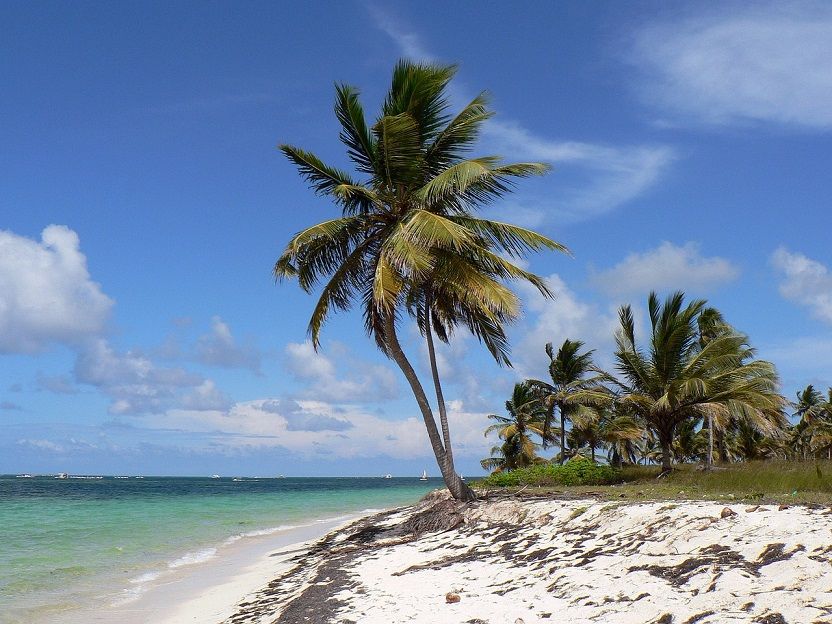 Cocotier plage de sable blanc, Koala Shop bijoux en bois