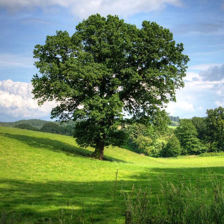 Le chêne, arbre de puissance
