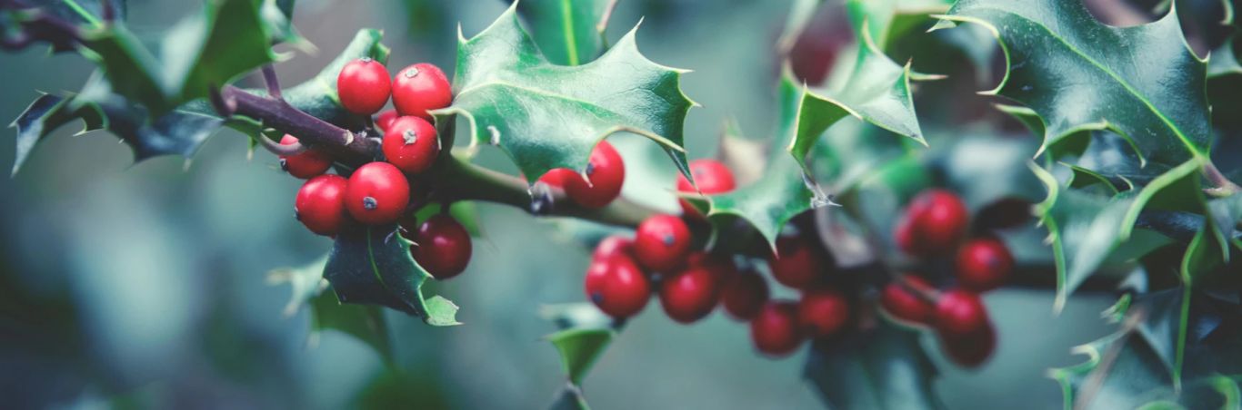 Le Houx, symboles, bienfaits vertus et utilisation par Koala-Shop.fr