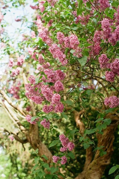 Lilas arbre d'amour, Koala Shop bijoux en bois