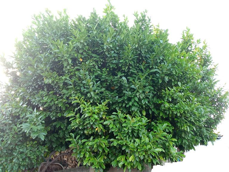 Le Troène arbre roi des haies, Bijoux Koala Shop