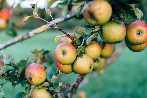 Pommier-pommes-arbre-Koala-Shop-Bijoux-Bois
