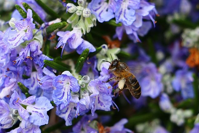 Abeille butine fleurs de romarin Koala Shop Bijoux bois