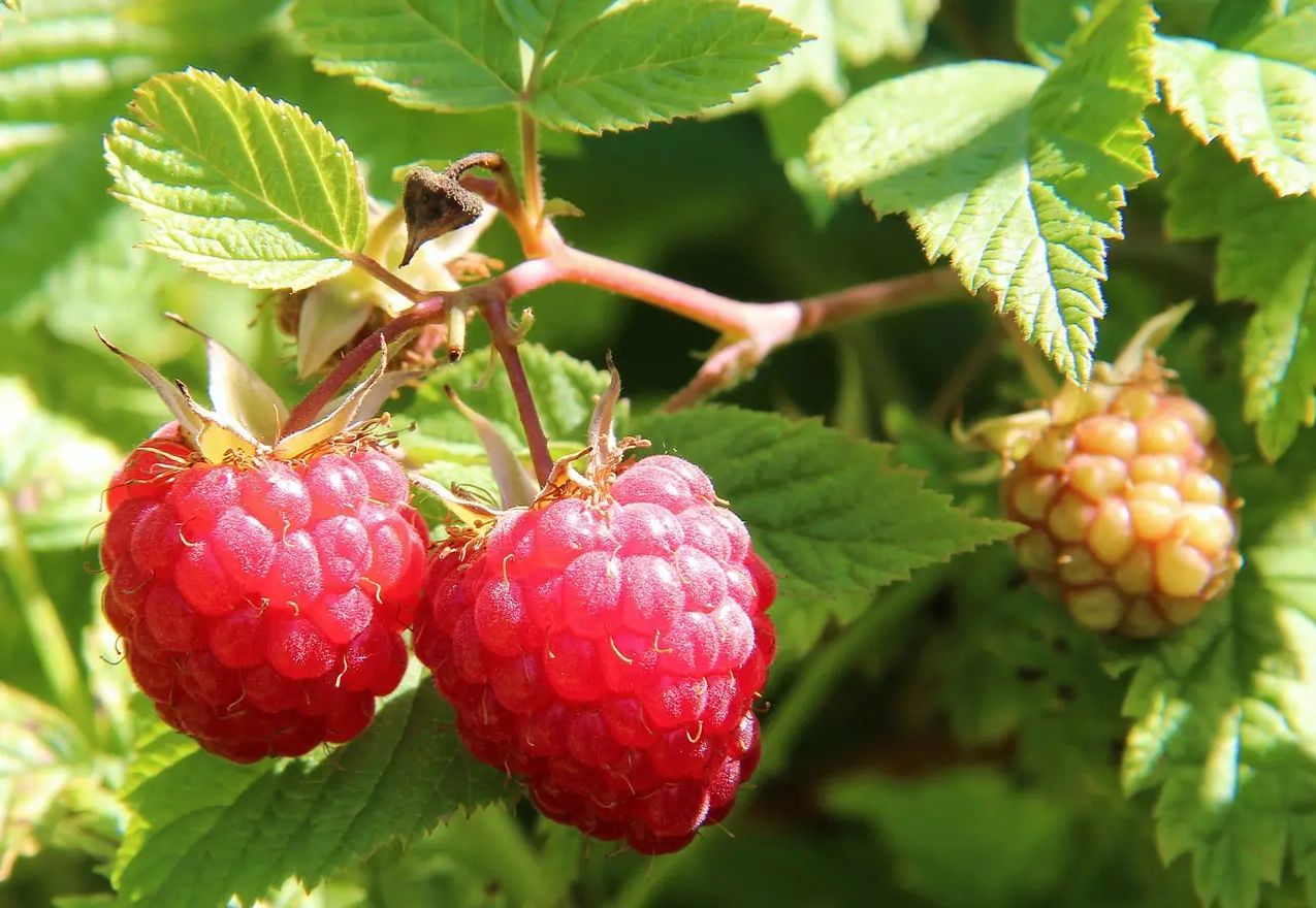 Framboise, un arbrisseau pleins de vertus et de bienfaits, Koala Shop Bijoux Bois