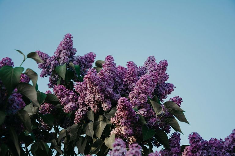 Fleur de Lilas, Koala Shop bijoux en bois
