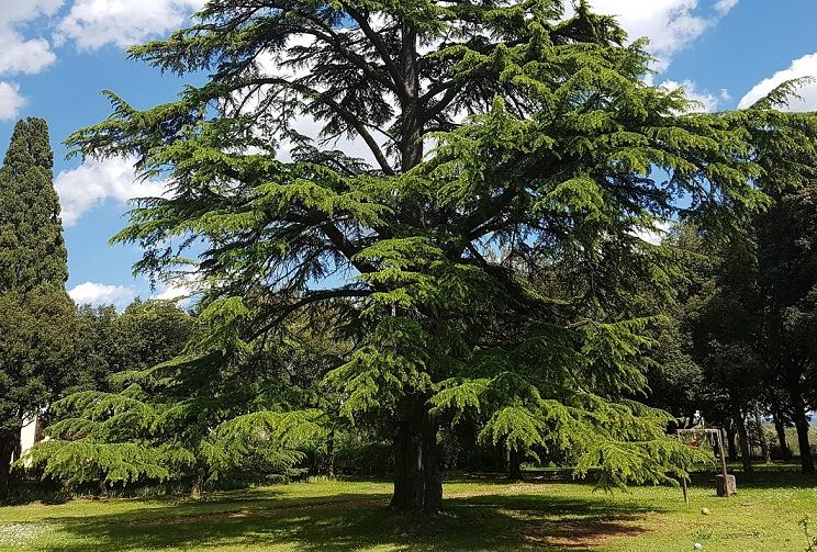 Arbre Cèdre, koala shop bijoux