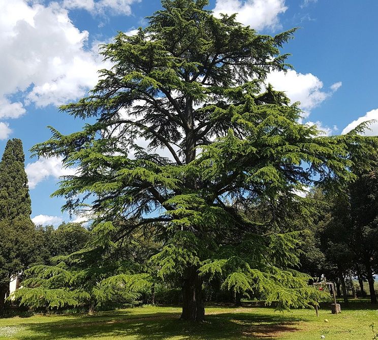Cèdre arbre géant des montagnes, Koala Shop Bijoux Bois