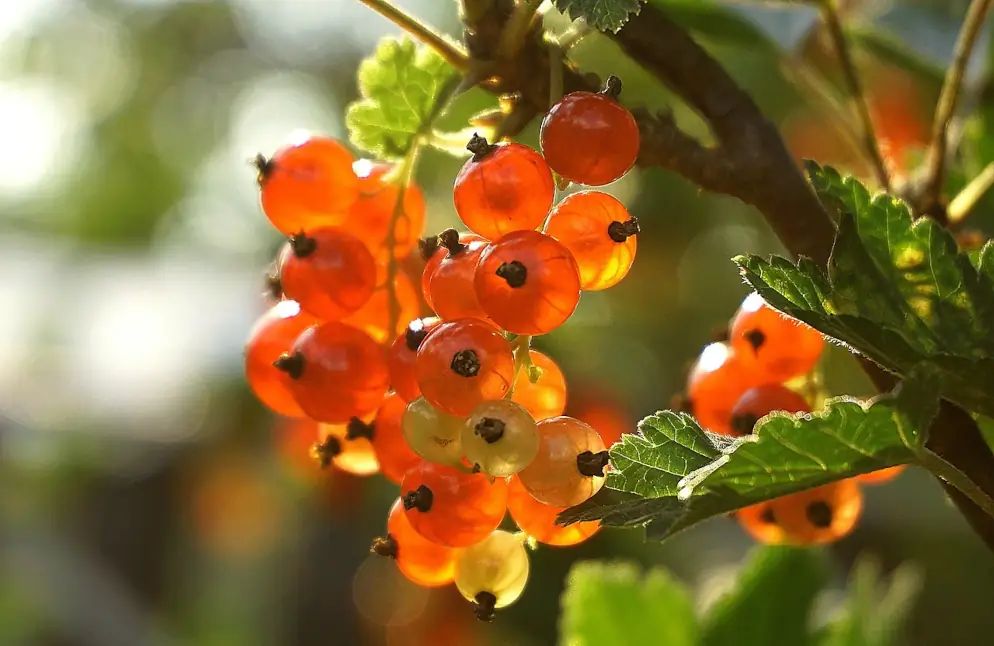 Groseille, fruit par Koala Shop bijoux bois
