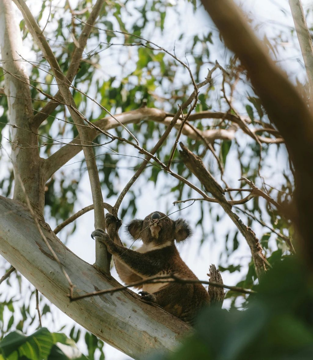 Koala dans eucalyptus