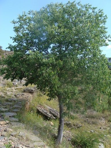 Micocoulier arbre de Provence, Koala Shop Bijoux en Bois