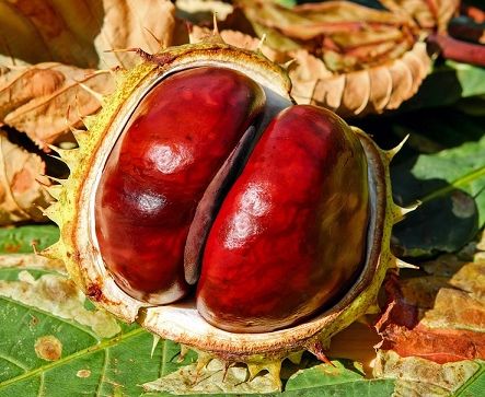 Marron fruit du marronnier, Koala Shop bijoux en bois