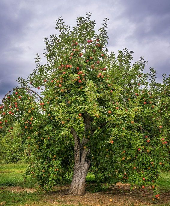 Pommier-pommes-arbre-Koala-Shop-Bijoux-Bois