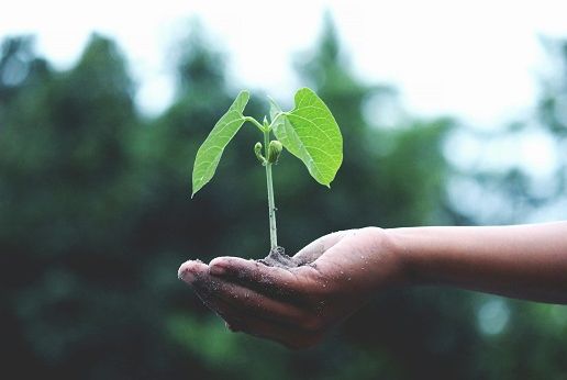 Enfant qui porte une plante dans la main, image symbolique de sauver la planète, Koala Shop Bijoux