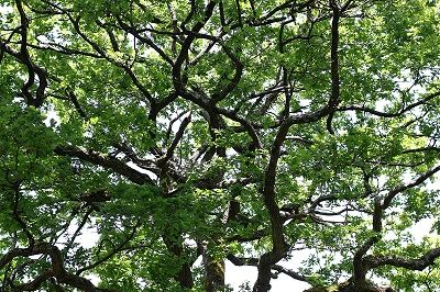 Les arbres et leurs bois