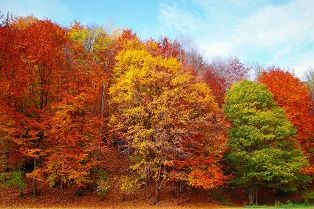 Erable en automne avec toutes ses couleurs, un bijou Koala Shop