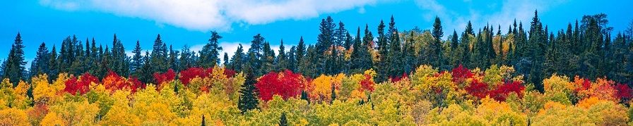 Couleurs chaleureuse de l'automne Koala Shop Bijoux